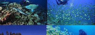 探索巴厘岛神秘海底世界，热门潜水点全揭秘！
